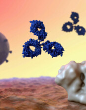 Antibodies & HIV Trimer