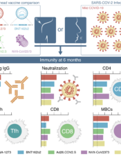 Humoral and cellular immune memory to four COVID-19 vaccines