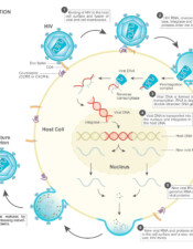 HIV Replication Cycle
