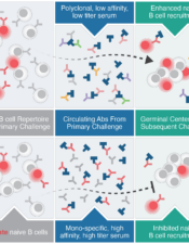 Antibodies from primary humoral responses modulate the recruitment of naive B cells during secondary responses