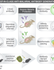 Best-In-Class Anti-Malarial Antibody Generation