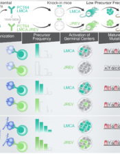 Elicitation of Highly Protective Anti-Malarial Antibodies in a Humanized Mouse Model