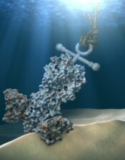 Antibody Anchor