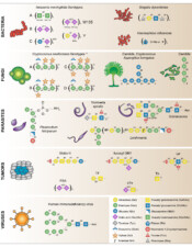 Diverse Array of Disease-Causing Agents