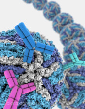 Zika Capsids & Antbodies