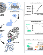 Rift Valley Fever Virus