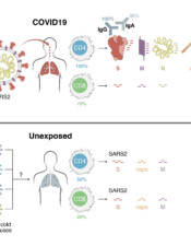 Targets of T Cell Responses to SARS-CoV-2...