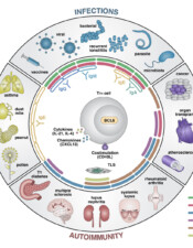 Relationships of Tfh Cells to Diseases